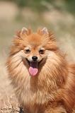SPITZ ALLEMAND 469